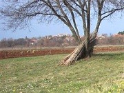 Jasenovica